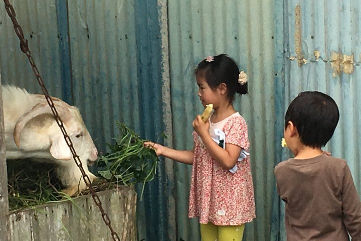 Sugarcane cutting experience with Okinawa's grandfather - Photo 1 of 10