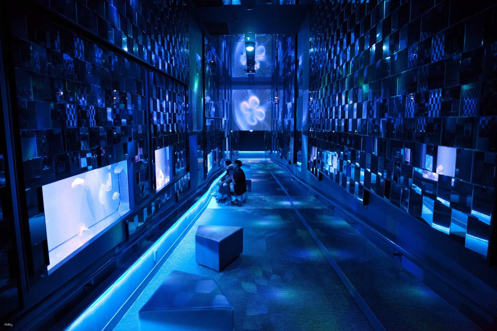 Explore a mesmerizing world of underwater life at Sumida Aquarium where interactive exhibits and the enchanting display of moon jellyfish create an unforgettable family experience.