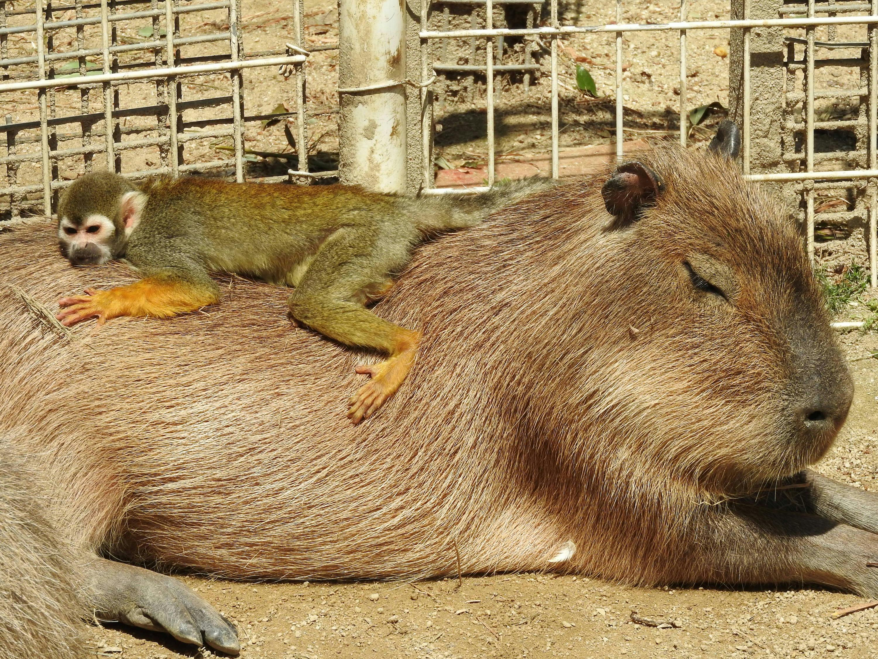 Tobu Zoo Tokyo: Admission Ticket - Photo 1 of 6
