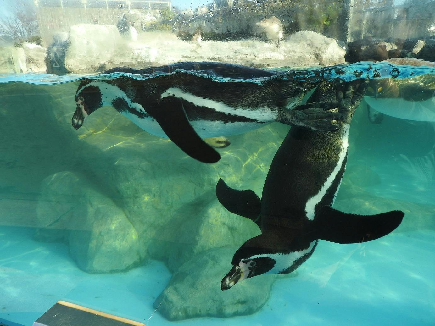 Tobu Zoo: Admission Ticket - Photo 1 of 6