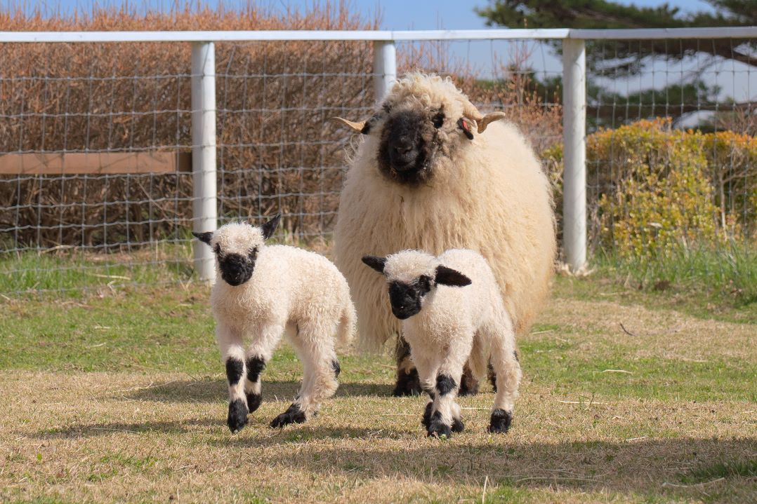 Tochigi Nasu Animal Kingdom E-ticket Reservations <100 yen discount from the local sales price> - Photo 1 of 9