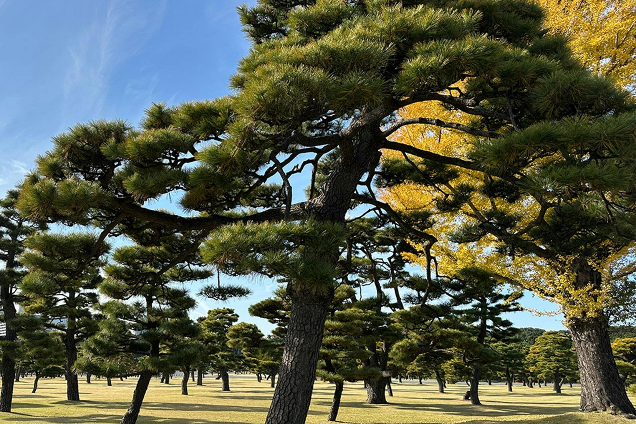 Tokyo Castle & Imperial Palace: Shogun Walking Tour - Photo 1 of 16