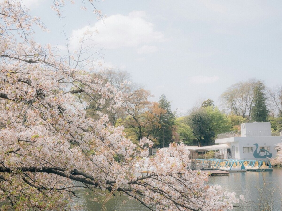 Tokyo: Cherry Blossom Photo Spot Tour and Exquisite Yakiniku  Experience Course [Japanticket] - Photo 1 of 9