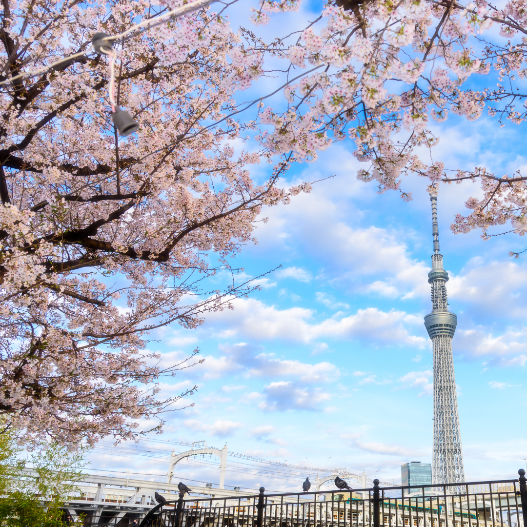 Tokyo, Japan | 90-minute private yacht tour of Tokyo Sumida River REDHEAD | Sakura landmark cruise - Photo 1 of 6