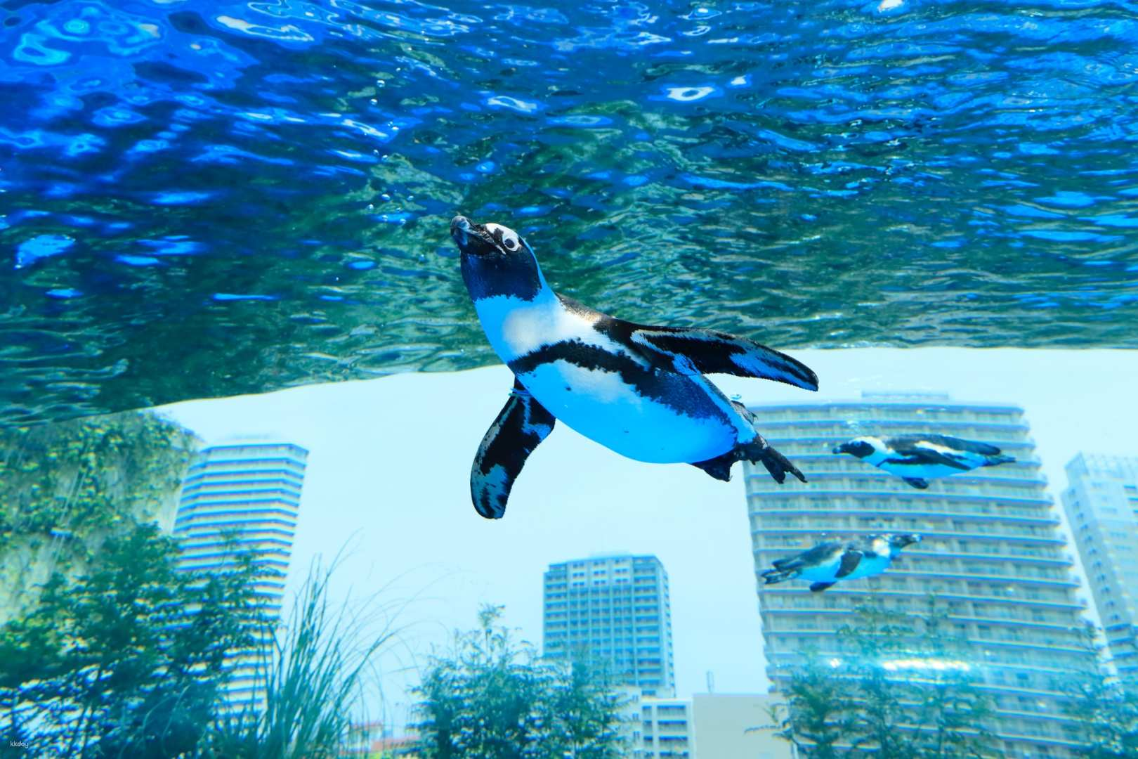 Experience the charm of underwater life as you watch playful penguins glide gracefully all while enjoying stunning views of Tokyo's skyline above. Perfect for a unique day out!