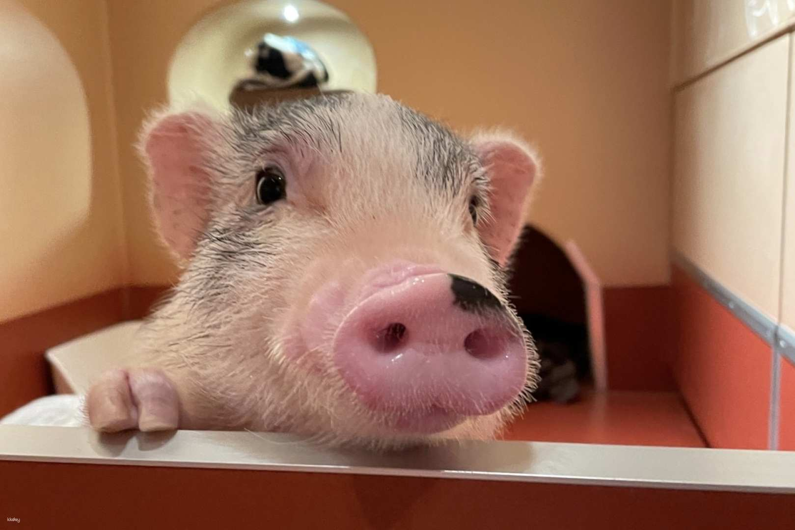 Tokyo, Japan｜Pignic Café Yoyogi - Photo 1 of 6