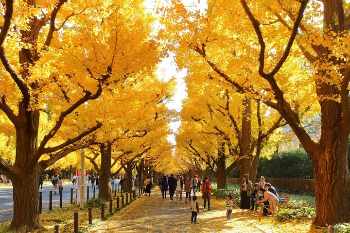 Experience the rich colors of Tokyo's seasonal landscapes as you stroll beneath golden ginkgo trees connecting with nature and history in every step of your adventure.