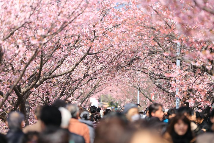 Breathe in the sweet aroma of cherry blossoms while wandering through Tokyo's hidden streets. Savor local delicacies and immerse yourself in the charm of traditional Hanami celebrations.