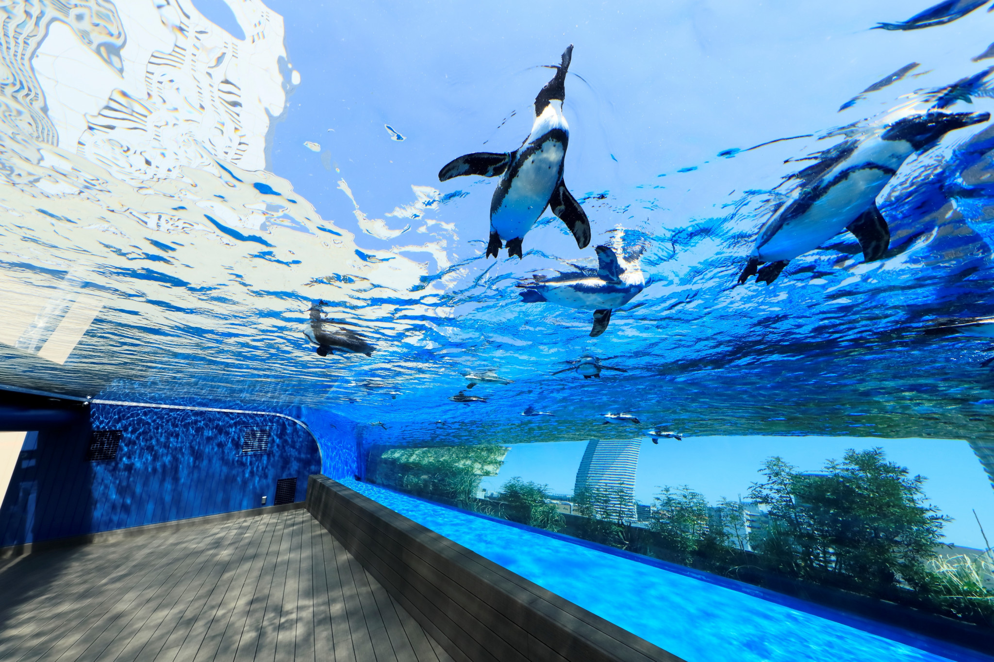 Experience the joy of watching playful penguins glide through crystal-clear waters offering an unforgettable glimpse into marine life at Sunshine Aquarium a treasure for animal enthusiasts.