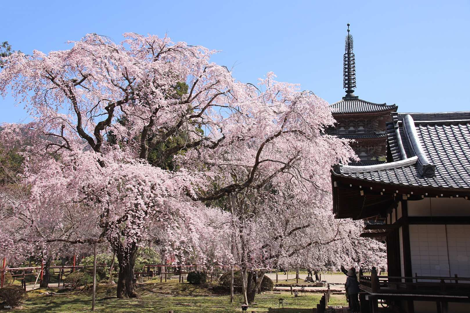 Touring Kyoto's famous cherry blossom spots: Daigoji Temple and Hirano Shrine, Arashiyama Main Line (Arashiyama Railway) Sakura Tunnel [Departing from Umeda, Namba, Kyoto] - Photo 1 of 6