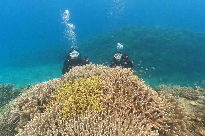 Okinawa: Discover SCUBA Diving 1 Dive at Minna, Sesoko or Motobu - Photo 1 of 9
