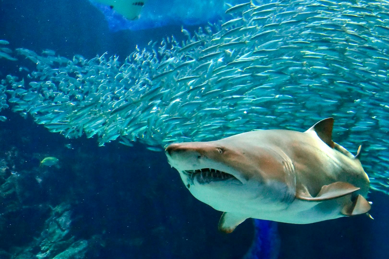 Uminonakamichi Marine World: Admission Ticket - Photo 1 of 5