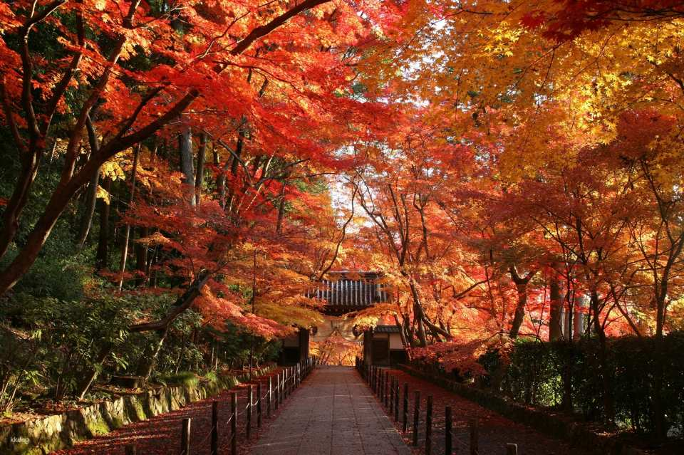 Japan | Handpicked Kyoto Autumn Foliage Spots!
Explore 7 Iconic Kyoto Foliage Destinations Across the East, West, South, and North [Departing from Kansai] - Photo 1 of 7