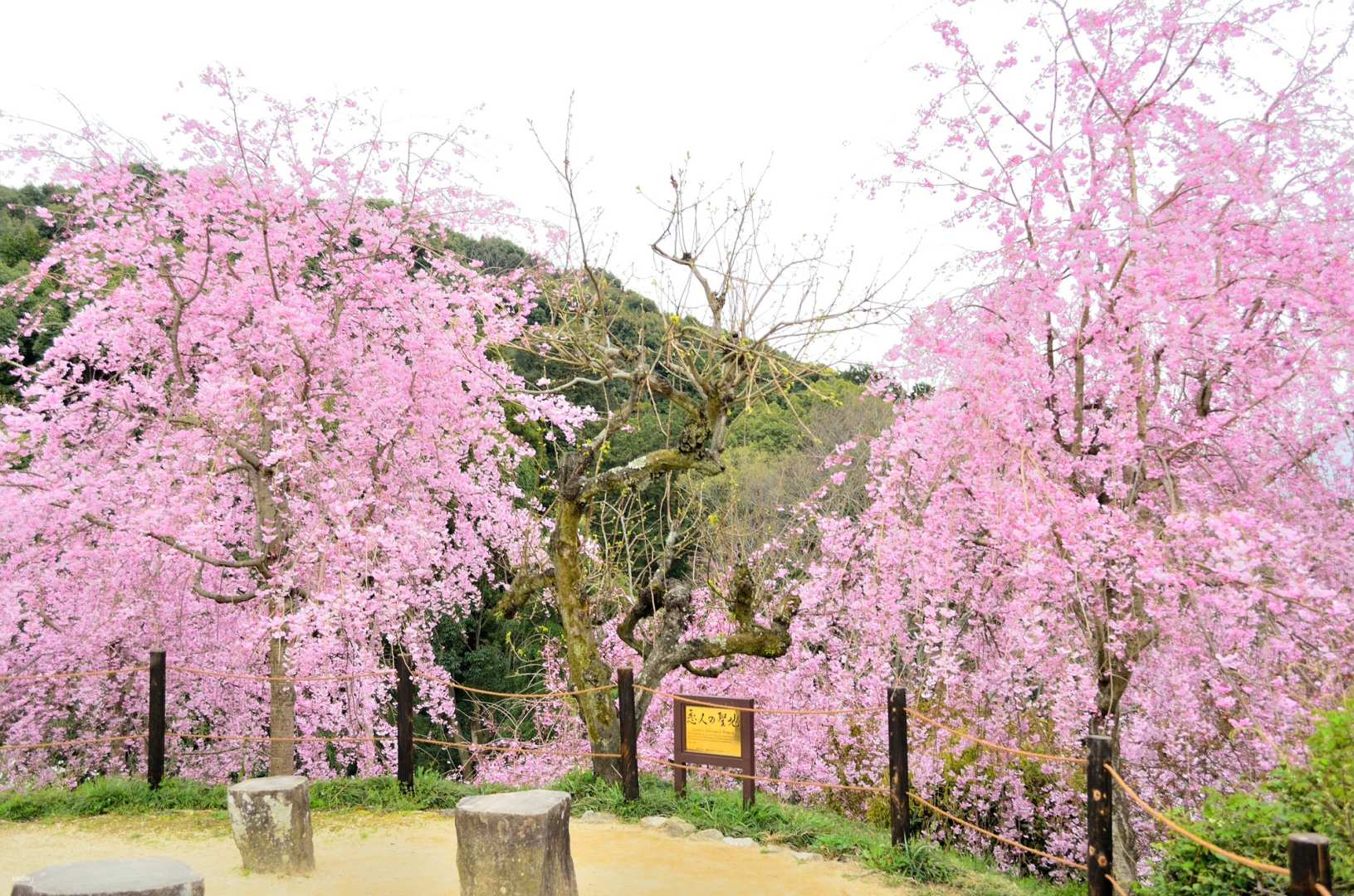 Visiting four famous cherry blossom spots in Nara and Yamatoji [Departing from Umeda, Namba, and Kyoto] - Photo 1 of 3