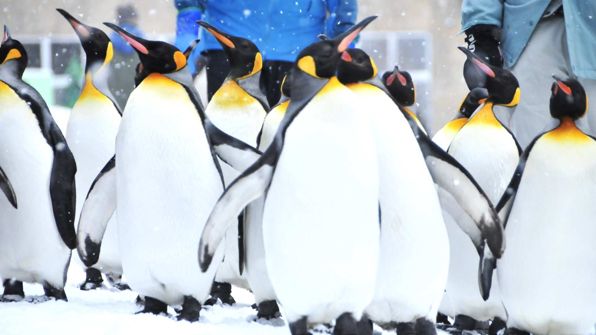 Observe playful penguins waddling through fresh snow at Asahiyama Zoo offering a unique glimpse into their lively interactions and delightful behaviors in Hokkaido's winter wonderland.