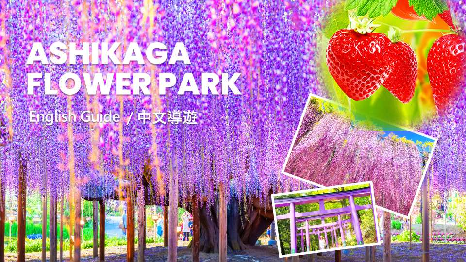 A day trip to see cherry blossoms in the Kanto region of Japan | Ashikaga Flower Park Wisteria Night Light Show & Hitachi Seaside Park Neon Flower Fields | Departing from Tokyo Station - Photo 1 of 10