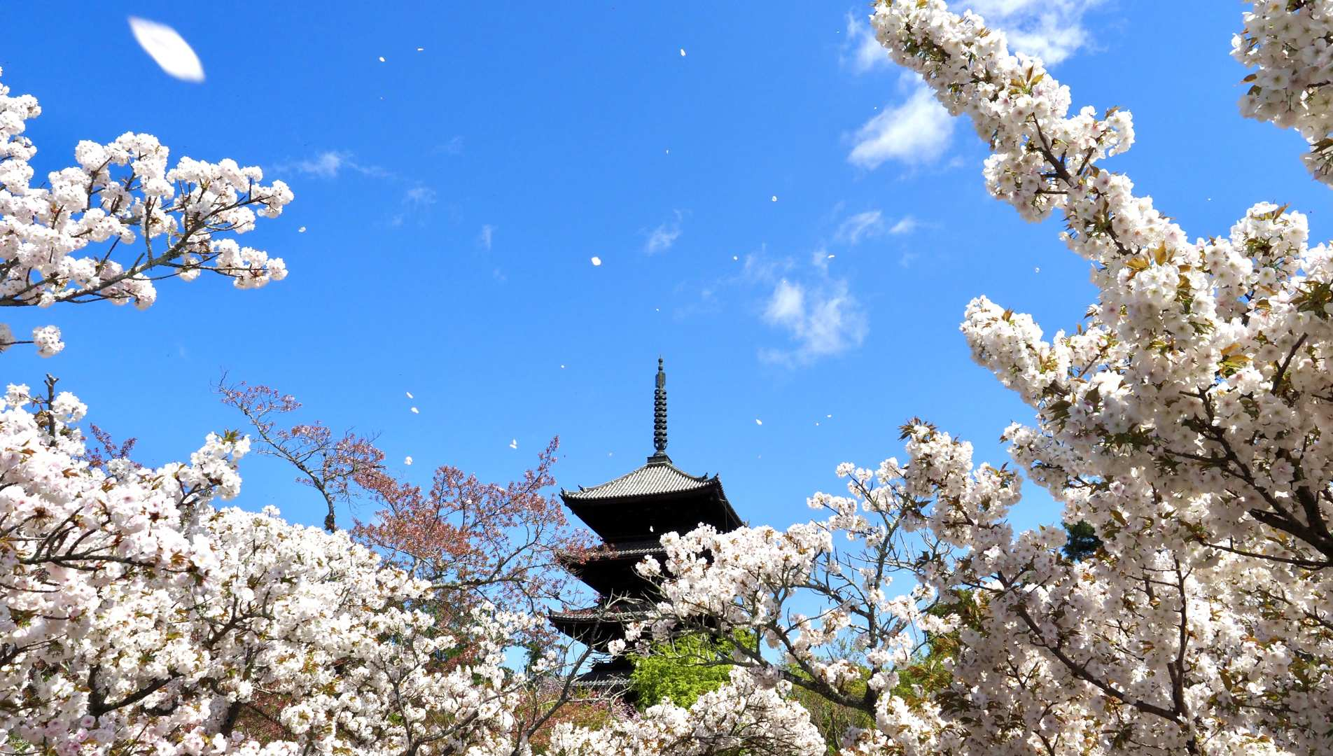Experience the beauty of cherry blossoms framing the iconic Ninna-ji Temple a UNESCO World Heritage site perfect for enjoying Kyoto's cultural heritage and serene gardens during the Omuro Flower Festival.