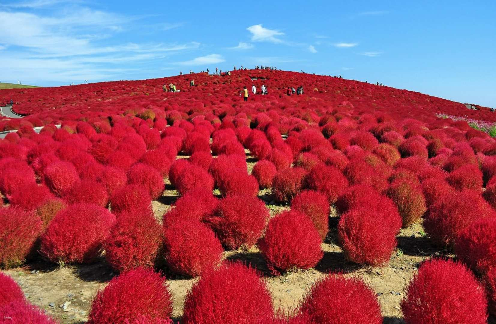 See the fluffy autumn kochia and visit Ibaraki's popular "Osakana Ichiba" and Mentai Park Oarai! A very popular one-day bus tour every year | Departing from Shinjuku - Photo 1 of 3
