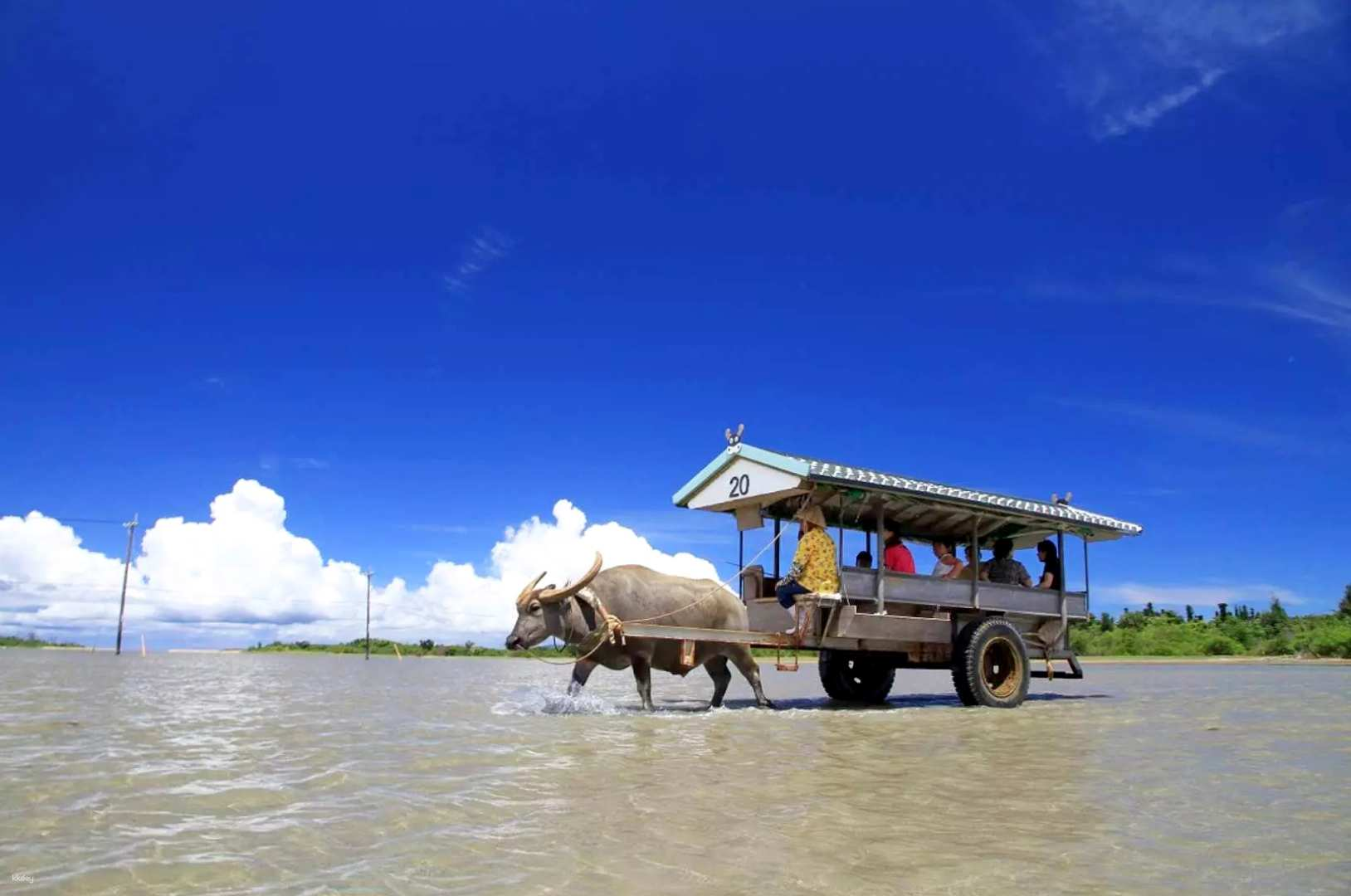 Okinawa, Japan Island Hopping Day Tour｜Iriomote Island & Yubu Island｜Depart from Ishigaki Island - Photo 1 of 8