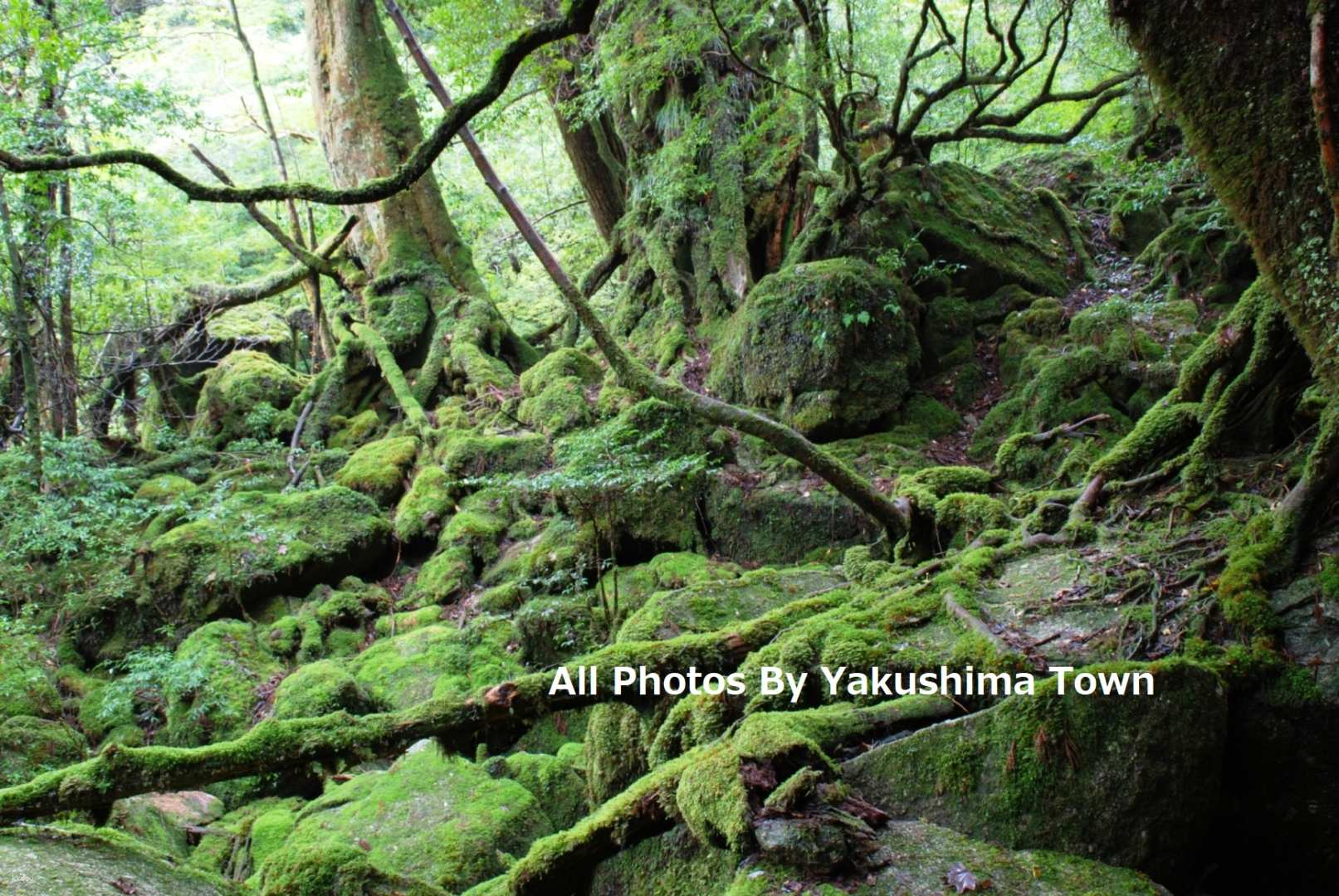 Yakushima 1day SHIRATANI UNSUIKYO Walking with ENG Speaking Guide - Photo 1 of 5