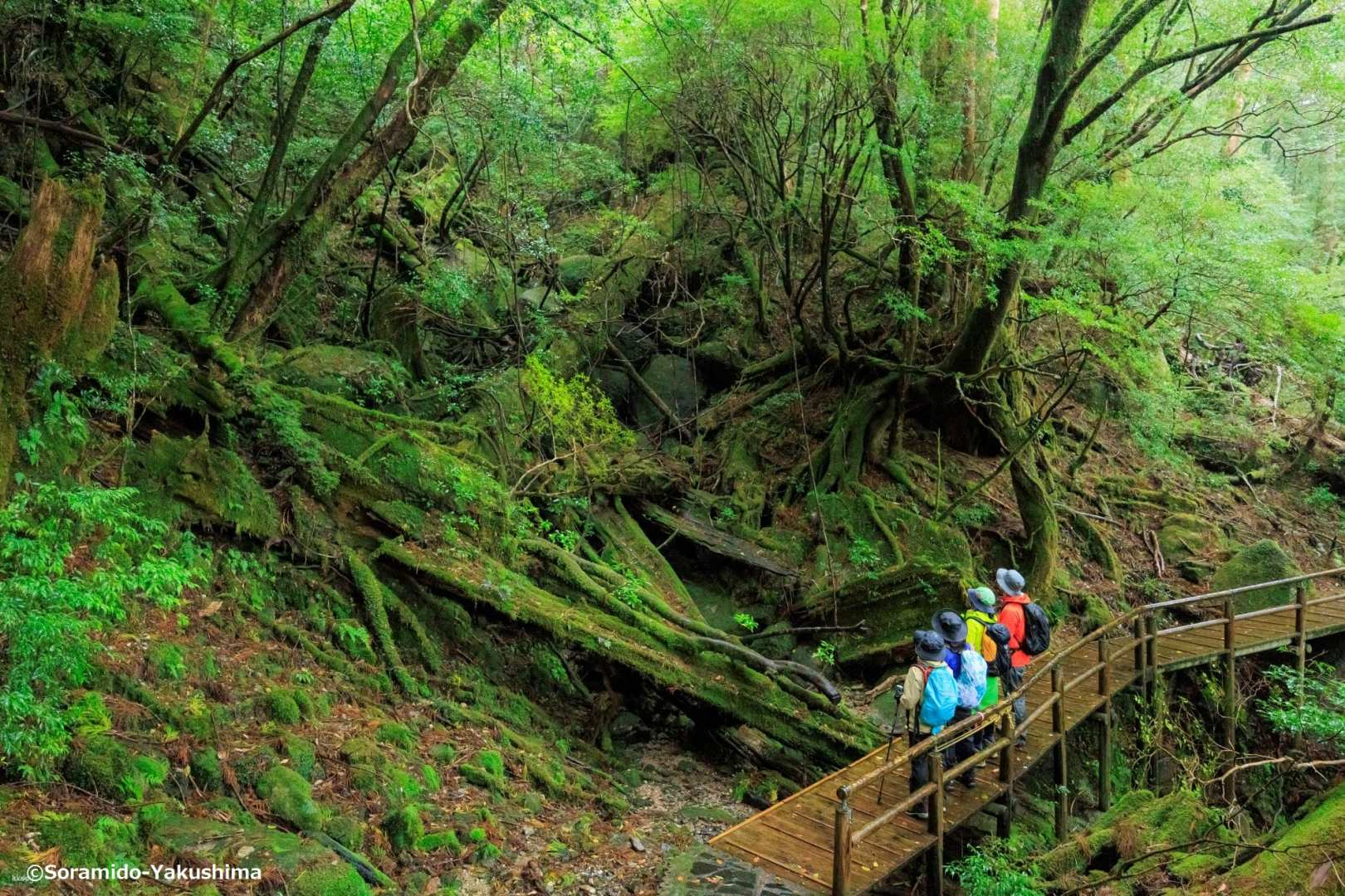 Yakushima half day YAKUSUGILAND Walking with ENG Speaking Guide - Photo 1 of 4