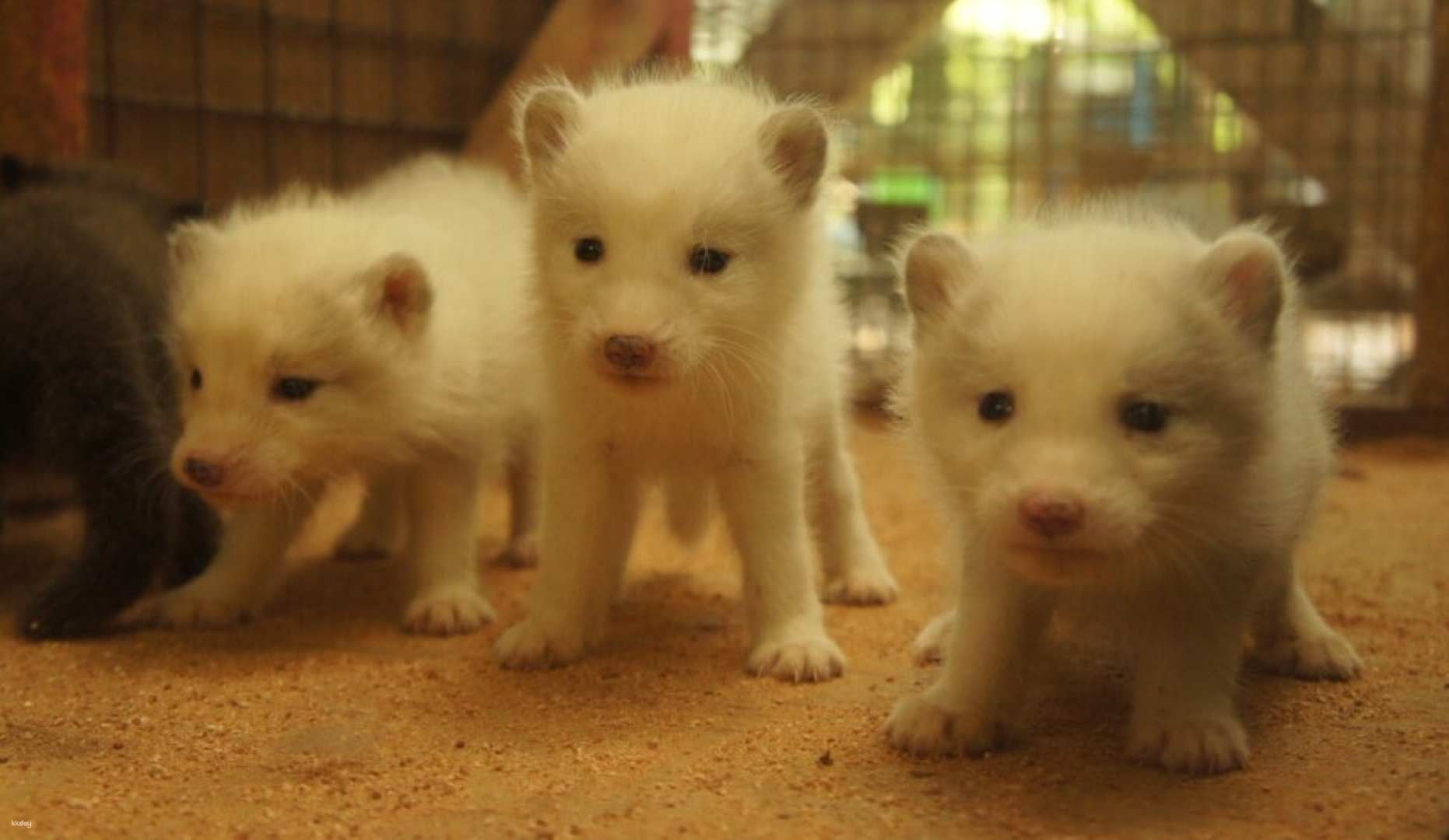 Zao Fox Village + Fruit Picking Experience One Day Tour - Photo 1 of 9