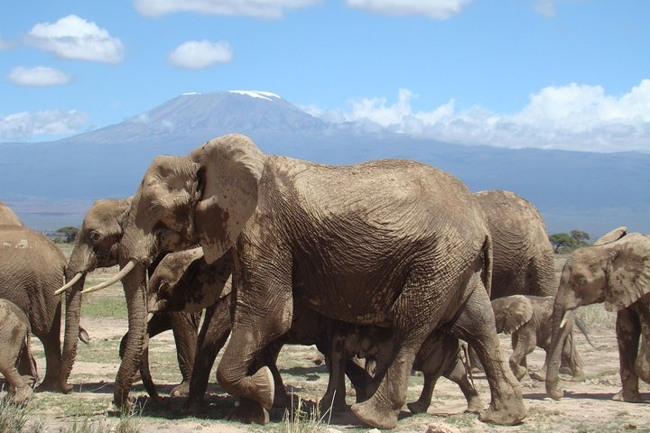 Elephant herd at Amboseli National Park