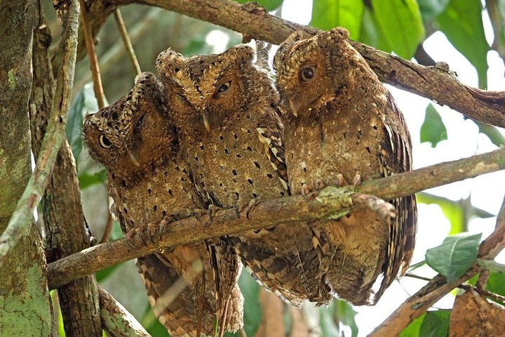 1 Day Arabuko Sokoke forest (Cost Based on Minimum 2 persons) - Photo 1 of 5