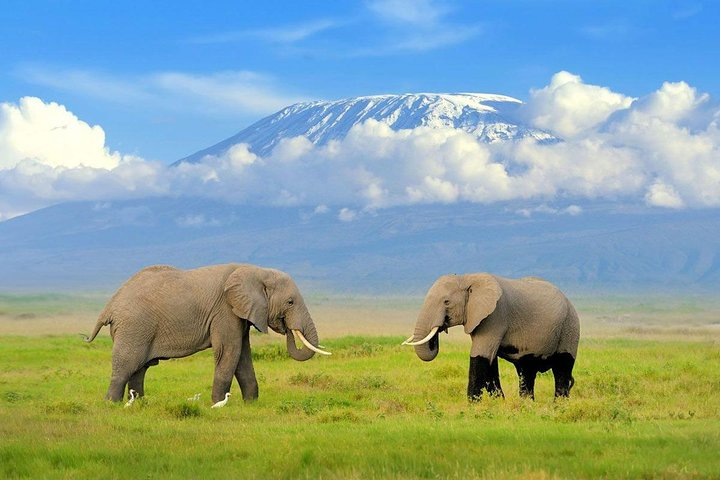 1 Day Classic Amboseli Safari - Photo 1 of 7