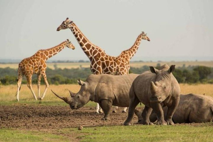 1 Day Olpajeta Conservancy From Nairobi (minimum 2 Pax) - Photo 1 of 5