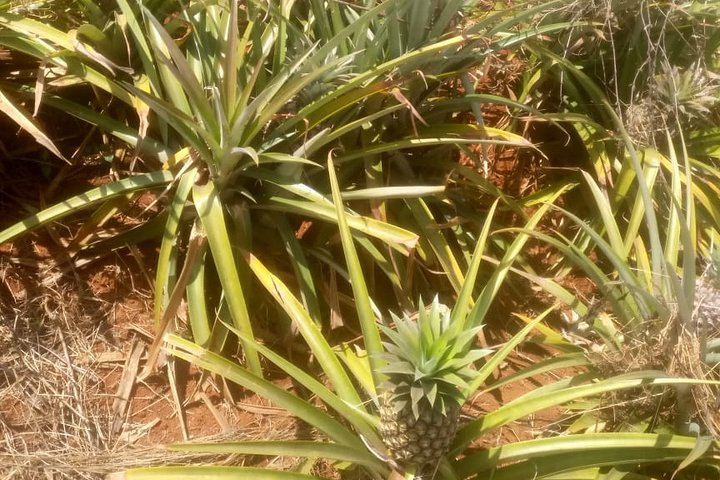 Pineapple Plantation in Del Monte Farm.