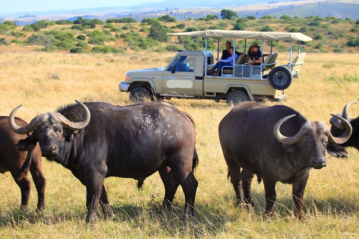 10-Day Private Spectacular Big 5 Wildlife Safari and Beach Holiday - Photo 1 of 10