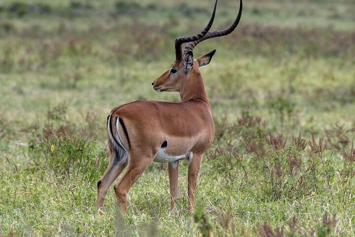10-Day Samburu National Resreve, L Naivasha, Maasai Mara, Amboseli, L Nakuru - Photo 1 of 7