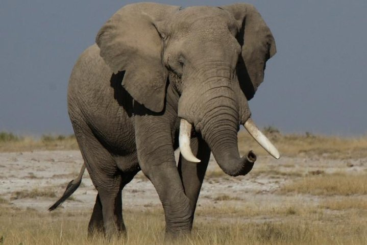 elephant grazing