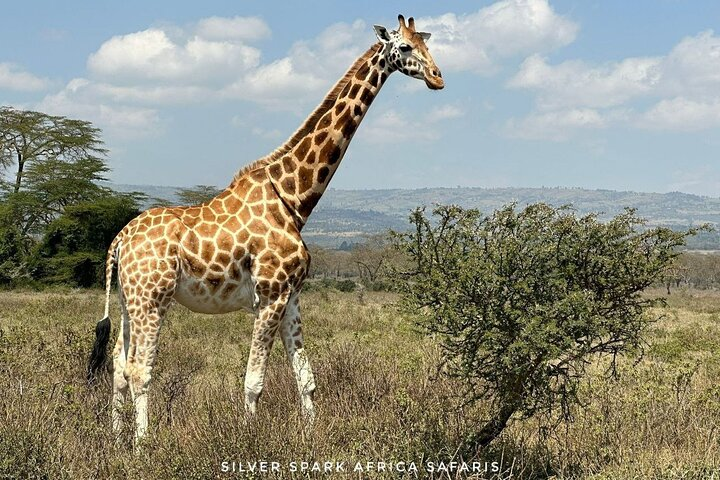 11-Day Wildebeest Migration Serengeti, Mara, Ngorongoro Crater. - Photo 1 of 6