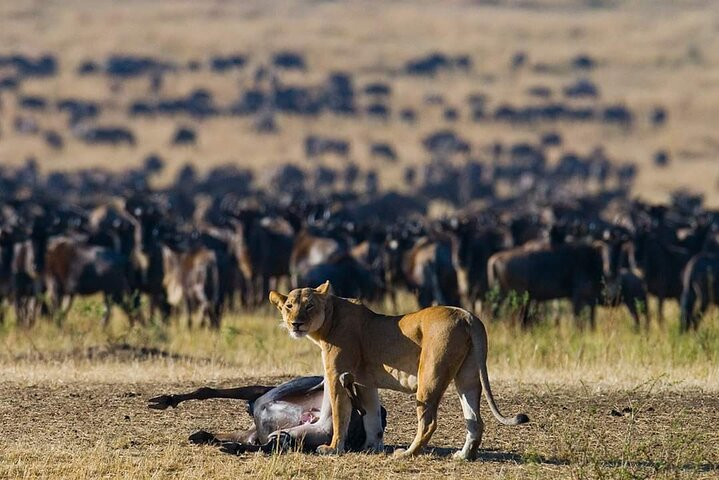 11 Days Guided Group Safari in Kenya And Tanzania - Photo 1 of 21