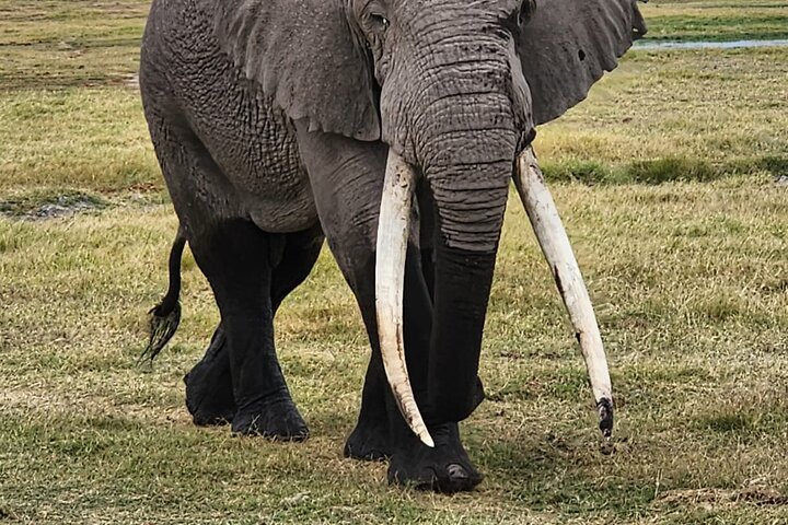 11 Days Private Tour to Explore Amboseli and Samburu - Photo 1 of 6
