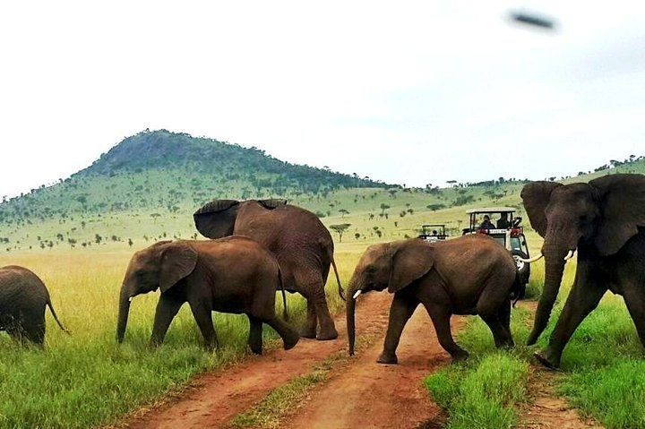 12-Days Best of Kenya Wildlife Jeep Safari - High End - Photo 1 of 18