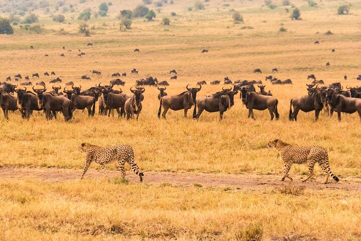 12 Days Kenya and Tanzania Safari With Complimentary First Night - Photo 1 of 7