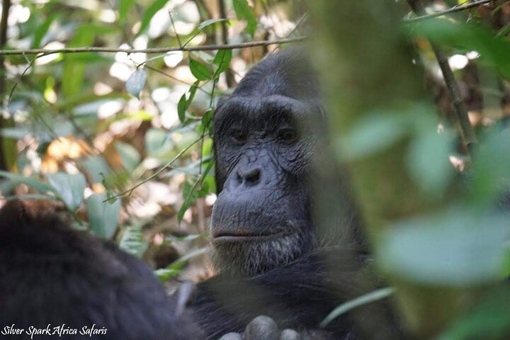 13-Day Uganda Mgahinga Gorilla Trek, Maasai Amboseli Park - Photo 1 of 4