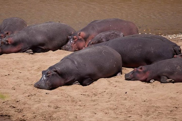 13 Days Masai Mara Serengeti Wildlife Safari - Photo 1 of 8