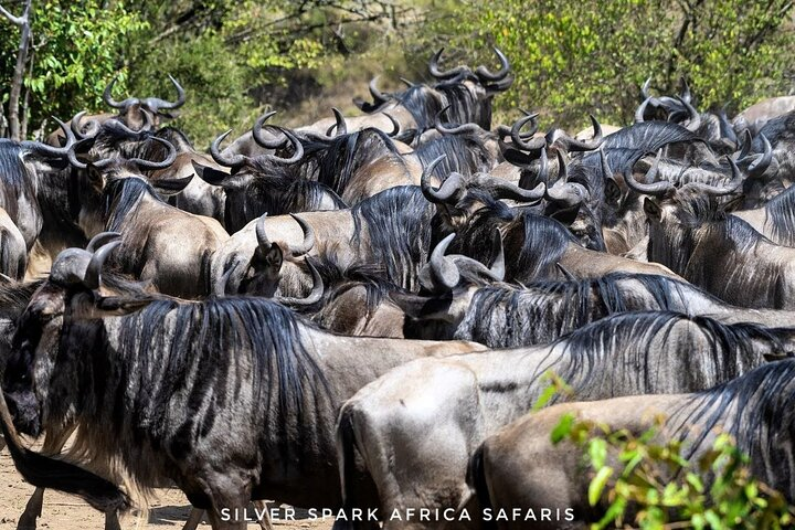 14-Day Serengeti Maasai Mara Amboseli Tarangire Zanzibar - Photo 1 of 6