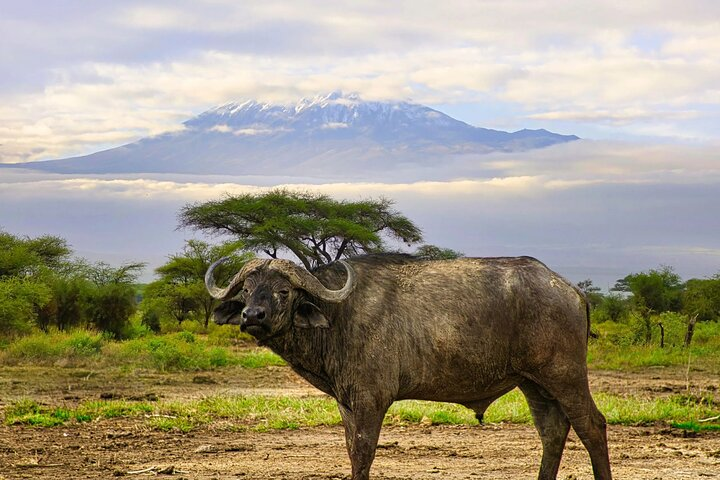 2 Days Amboseli Safari Adventure from Nairobi Classic Game Drives - Photo 1 of 15