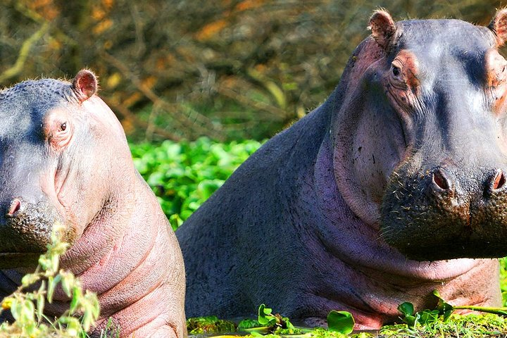 Lake Naivasha Safari