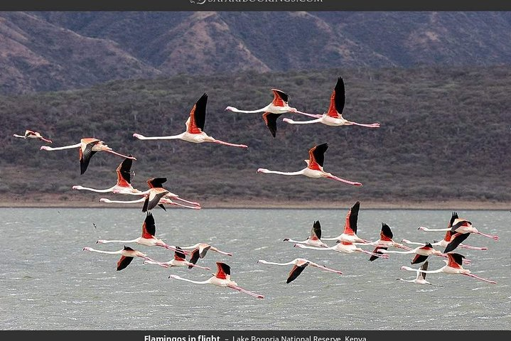  Do not miss this awesome visit to see flamingos