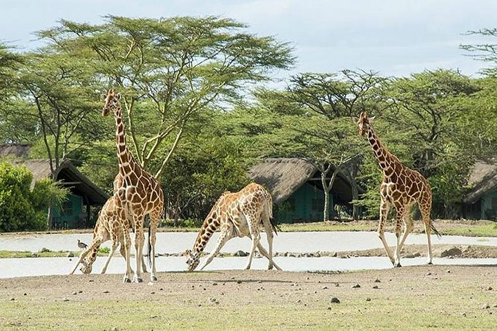 2 Days 1 Night Ol Pajeta Conservancy Tour - Photo 1 of 8