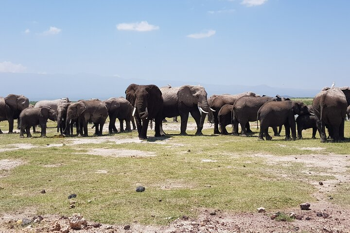 2 Days Amboseli Park Overnight Private Safari - Photo 1 of 11