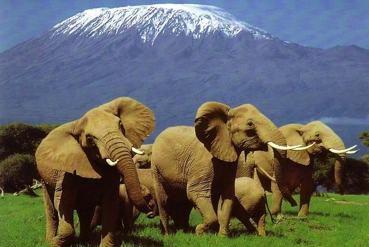 Elephants in Amboseli