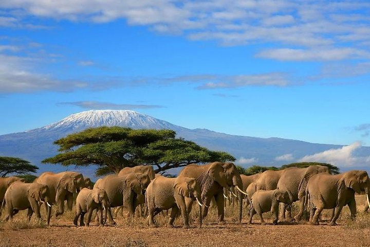 Elephants, Mt Kilimanjaro