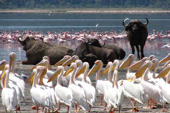 Lake Nakuru flamingos 